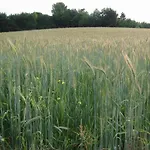 Near Bemelerberg Reserve * Bemelen